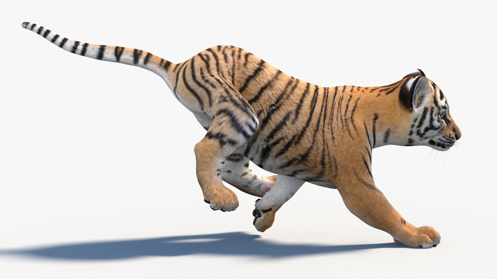 3D rendering of a tiger cub running on a white background