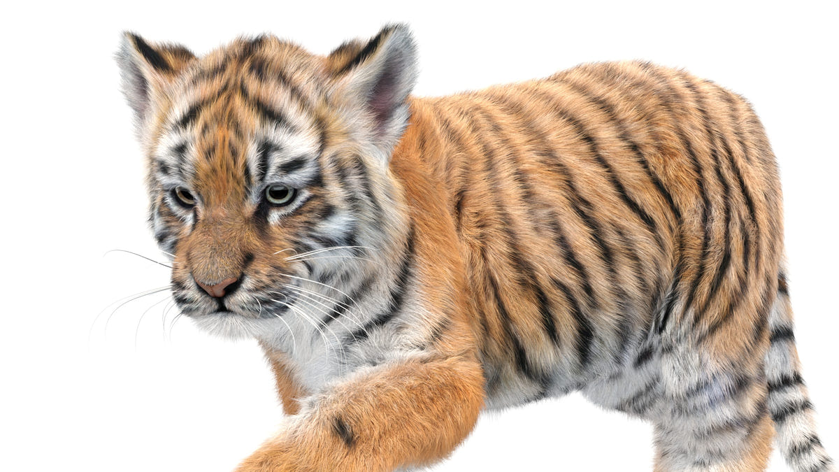 Realistic Tiger Cub 3D Model Close Up View