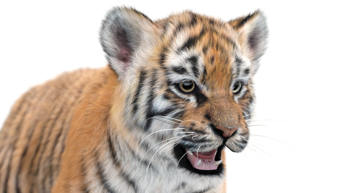 Rigged Tiger Cub 3D Model with Groomed Hair Close Up View