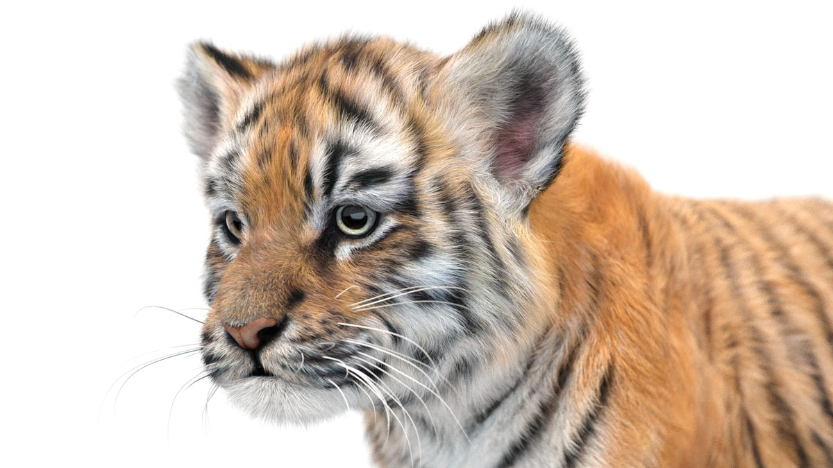 Rigged Tiger Cub 3D Model with Groomed Hair Close Up View