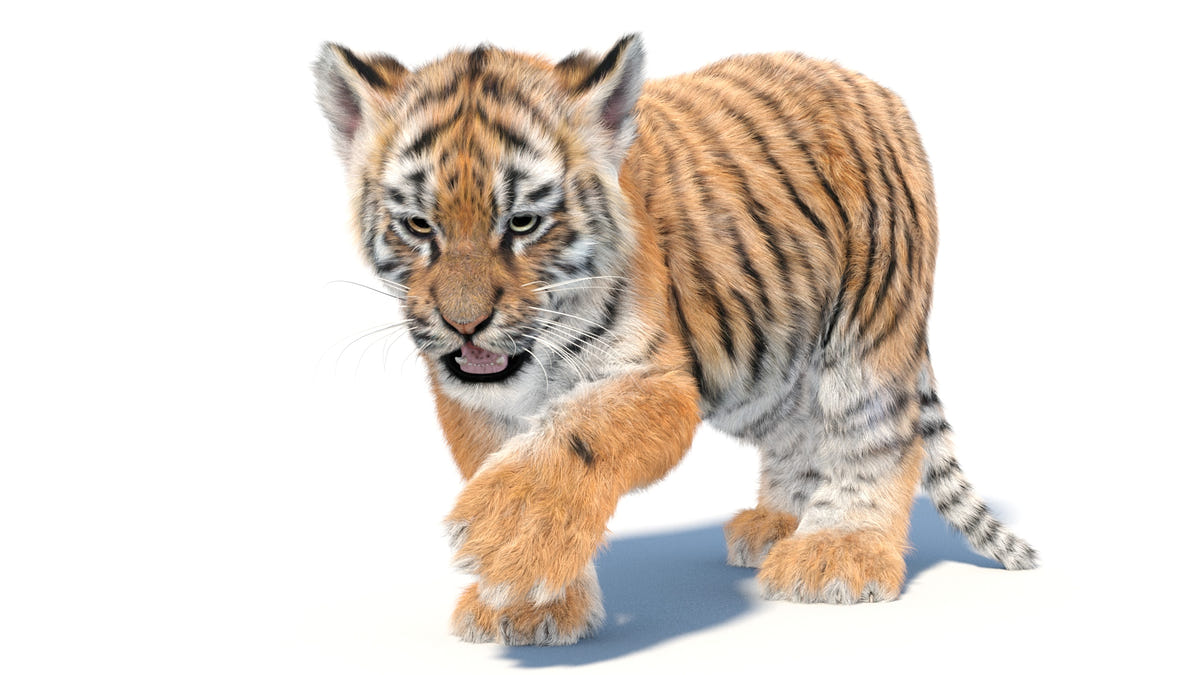 Rigged Tiger Cub 3D Model with Groomed Hair