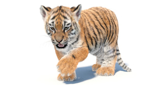 Rigged Tiger Cub 3D Model with Groomed Hair Thumbnail