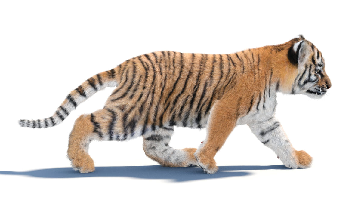 Rigged Tiger Cub 3D Model with Groomed Hair