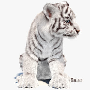 Rigged white Tiger Cub 3D Model with Groomed Hair Thumbnail
