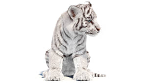 Rigged white Tiger Cub 3D Model with Groomed Hair Thumbnail