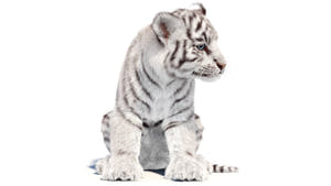 Rigged white Tiger Cub 3D Model with Groomed Hair Thumbnail