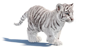 Rigged white Tiger Cub 3D Model with Groomed Hair Thumbnail