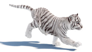 Rigged white Tiger Cub 3D Model with Groomed Hair Thumbnail