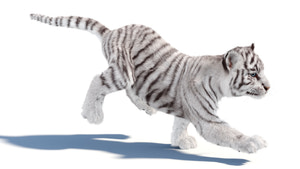 Rigged white Tiger Cub 3D Model with Groomed Hair Thumbnail