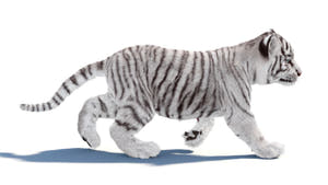 Rigged white Tiger Cub 3D Model with Groomed Hair Thumbnail