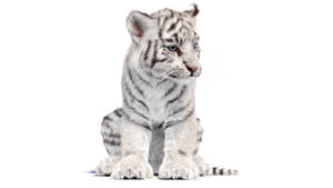 White tiger cub on a white background Thumbnail