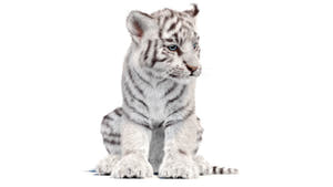 White tiger cub on a white background Thumbnail