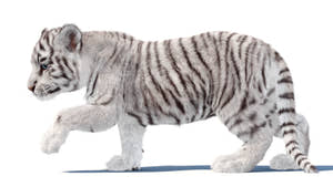 Rigged White Tiger Cub 3D Model with Realistic Groomed Hair and Fur Thumbnail