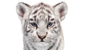 Rigged White Tiger Cub 3D Model with Realistic Groomed Hair and Fur, Head Close Up View Thumbnail
