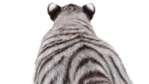 Rigged White Tiger Cub 3D Model with Realistic Groomed Hair and Fur Thumbnail