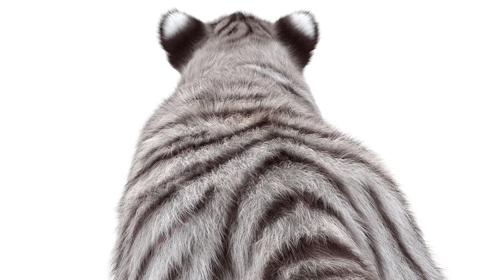 Rigged White Tiger Cub 3D Model with Realistic Groomed Hair and Fur