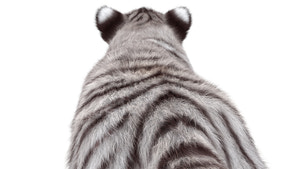 Rigged White Tiger Cub 3D Model with Realistic Groomed Hair and Fur Thumbnail