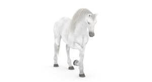Rigged White Horse 3D Model Thumbnail