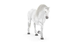 Rigged White Horse 3D Model Thumbnail