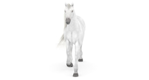 Rigged White Horse 3D Model Thumbnail