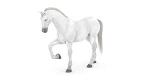 Rigged White Horse 3D Model Thumbnail