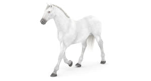Rigged White Horse 3D Model Thumbnail