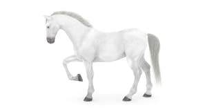 Rigged White Horse 3D Model Thumbnail
