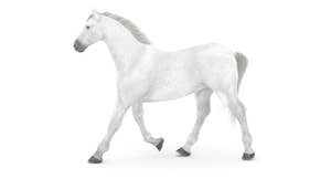 Rigged White Horse 3D Model Thumbnail