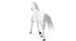 Rigged White Horse 3D Model Thumbnail