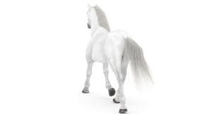 Rigged White Horse 3D Model Thumbnail