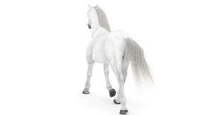 Rigged White Horse 3D Model Thumbnail