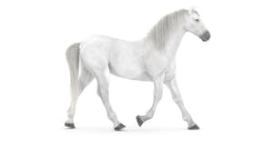 Rigged White Horse 3D Model Thumbnail