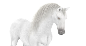 White Horse 3D Model Rigged Thumbnail