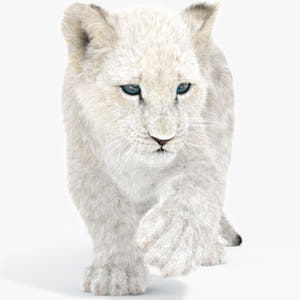 Rigged Lion Cub 3D Model with White Fur Thumbnail