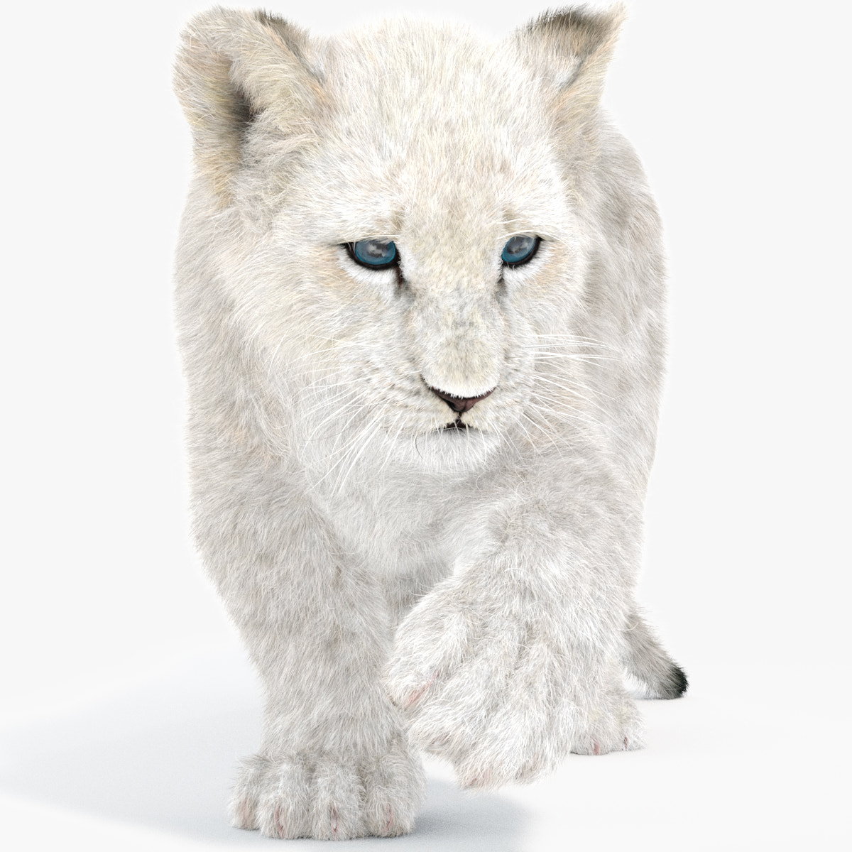 Rigged Lion Cub 3D Model with White Fur