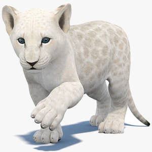 Rigged White Lion Cub 3D Model for Download Thumbnail