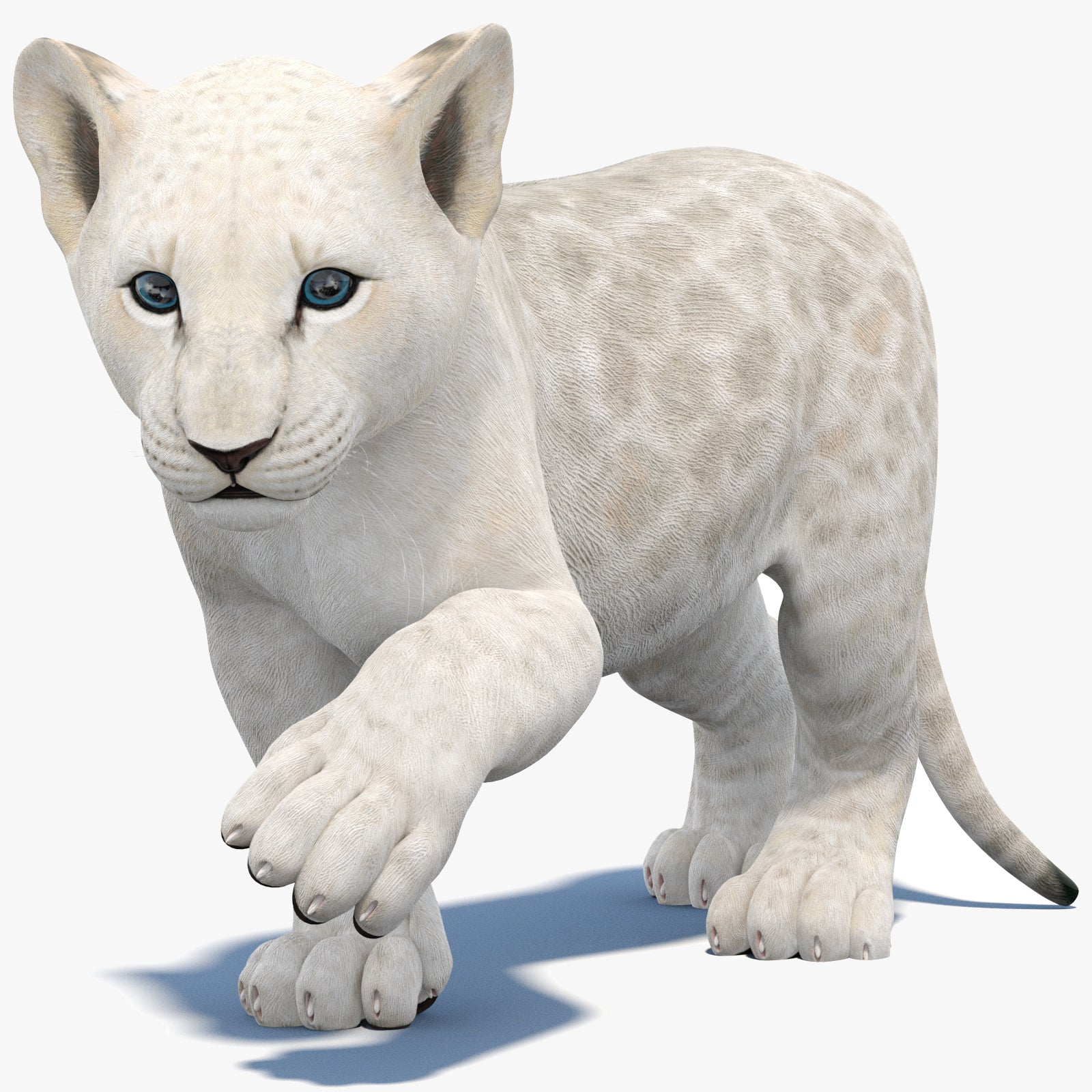 Rigged White Lion Cub 3D Model for Download