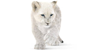 Rigged Lion Cub 3D Model with White Fur Thumbnail