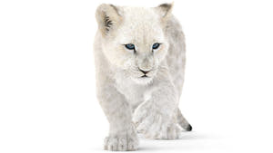 Rigged Lion Cub 3D Model with White Fur Thumbnail
