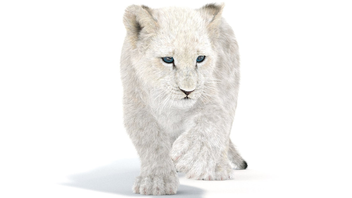 Rigged Lion Cub 3D Model with White Fur