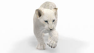 Rigged White Lion Cub 3D Model for Download Thumbnail