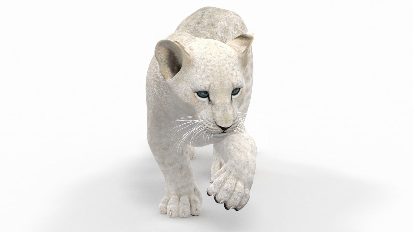 Rigged White Lion Cub 3D Model