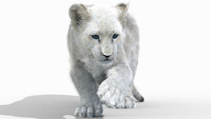 Rigged Lion Cub 3D Model with White Fur Thumbnail
