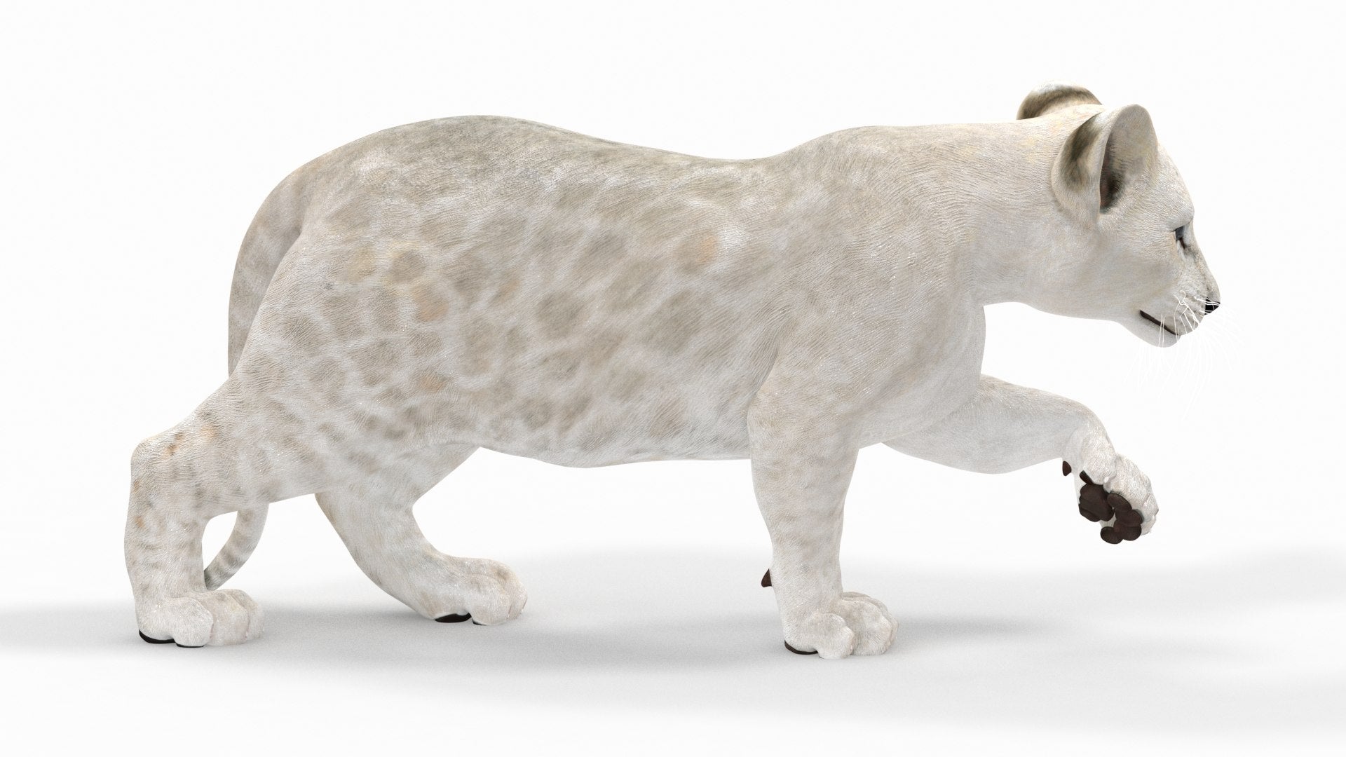 Rigged White Lion Cub 3D Model for Download