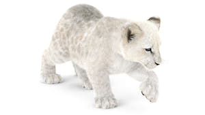 Rigged Lion Cub 3D Model with White Fur Thumbnail