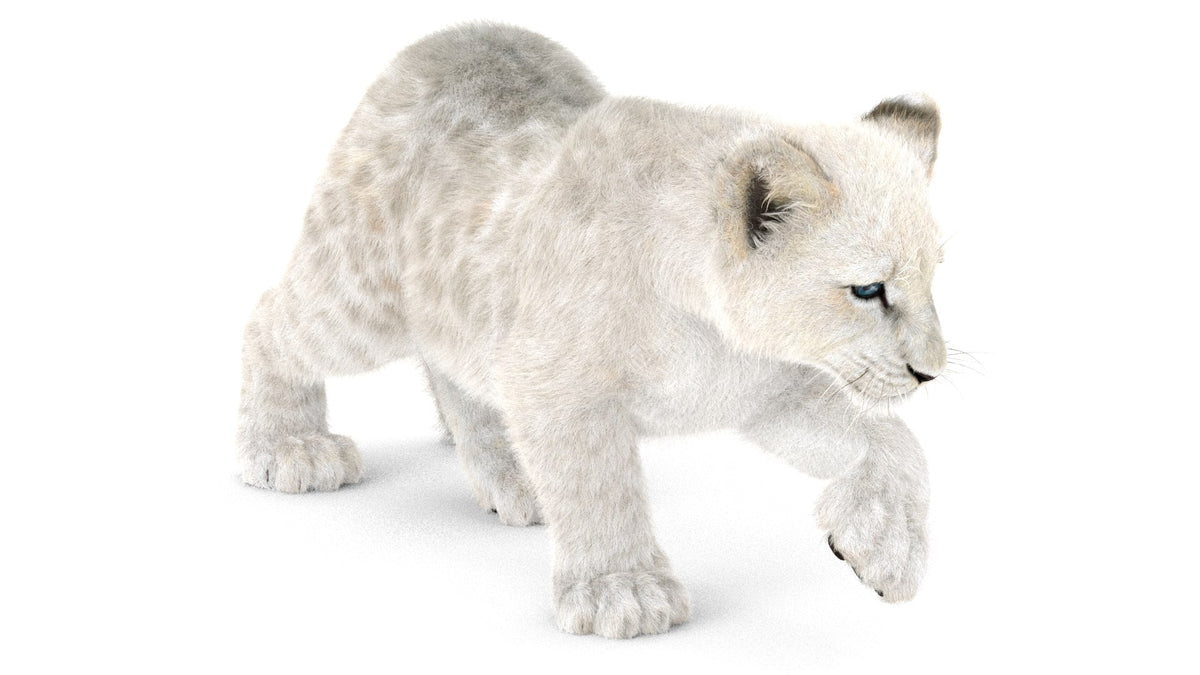Rigged Lion Cub 3D Model with White Fur
