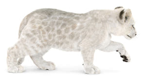 Rigged Lion Cub 3D Model with White Fur Thumbnail