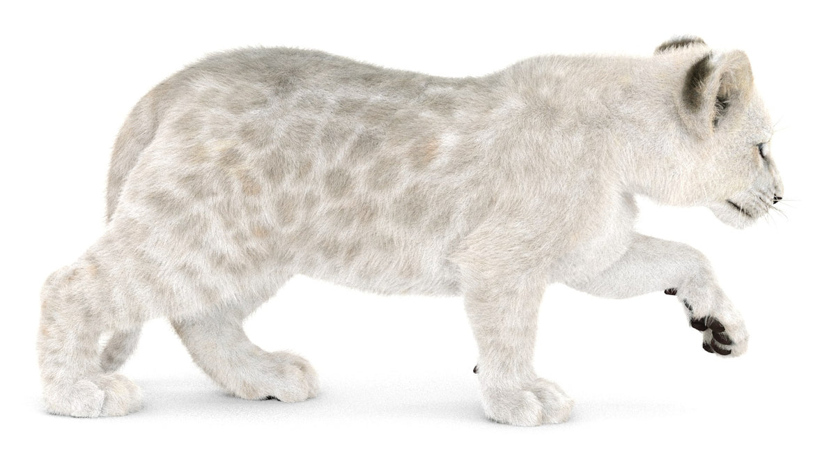 Rigged Lion Cub 3D Model with White Fur