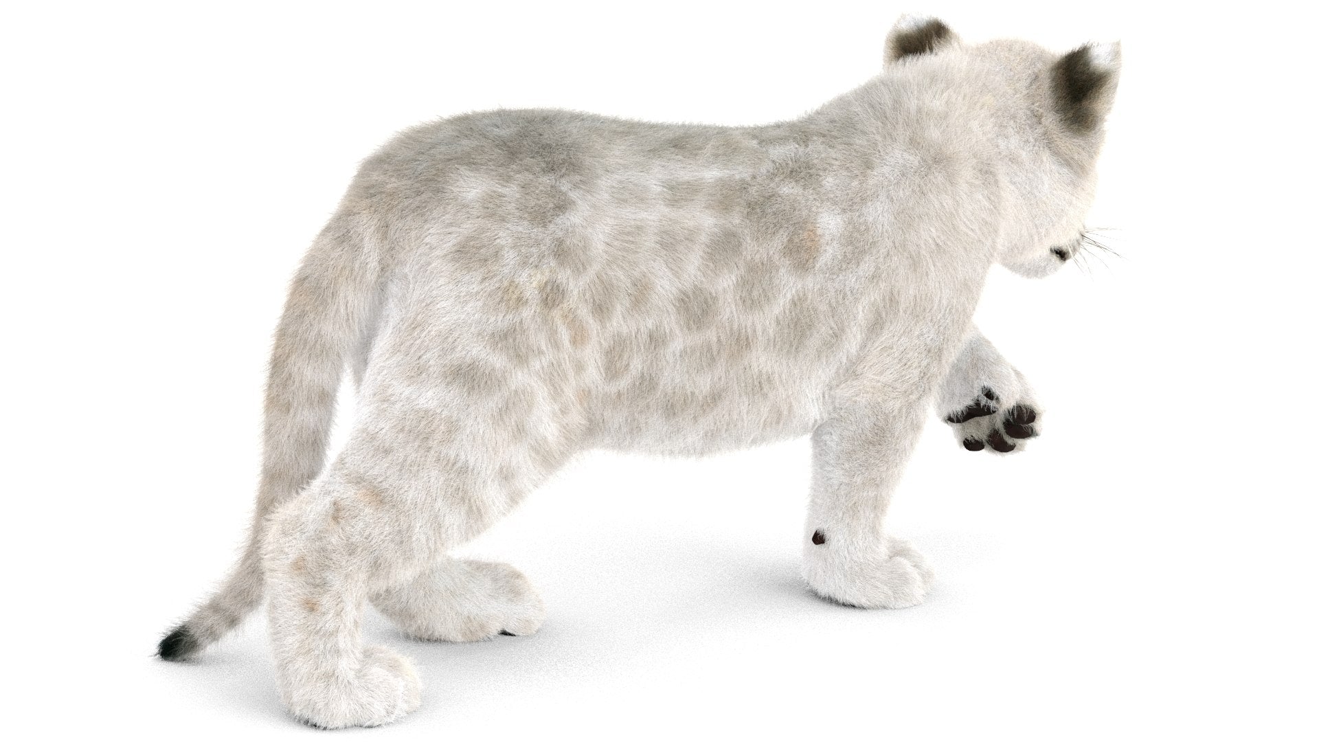 Rigged Lion Cub 3D Model with White Fur