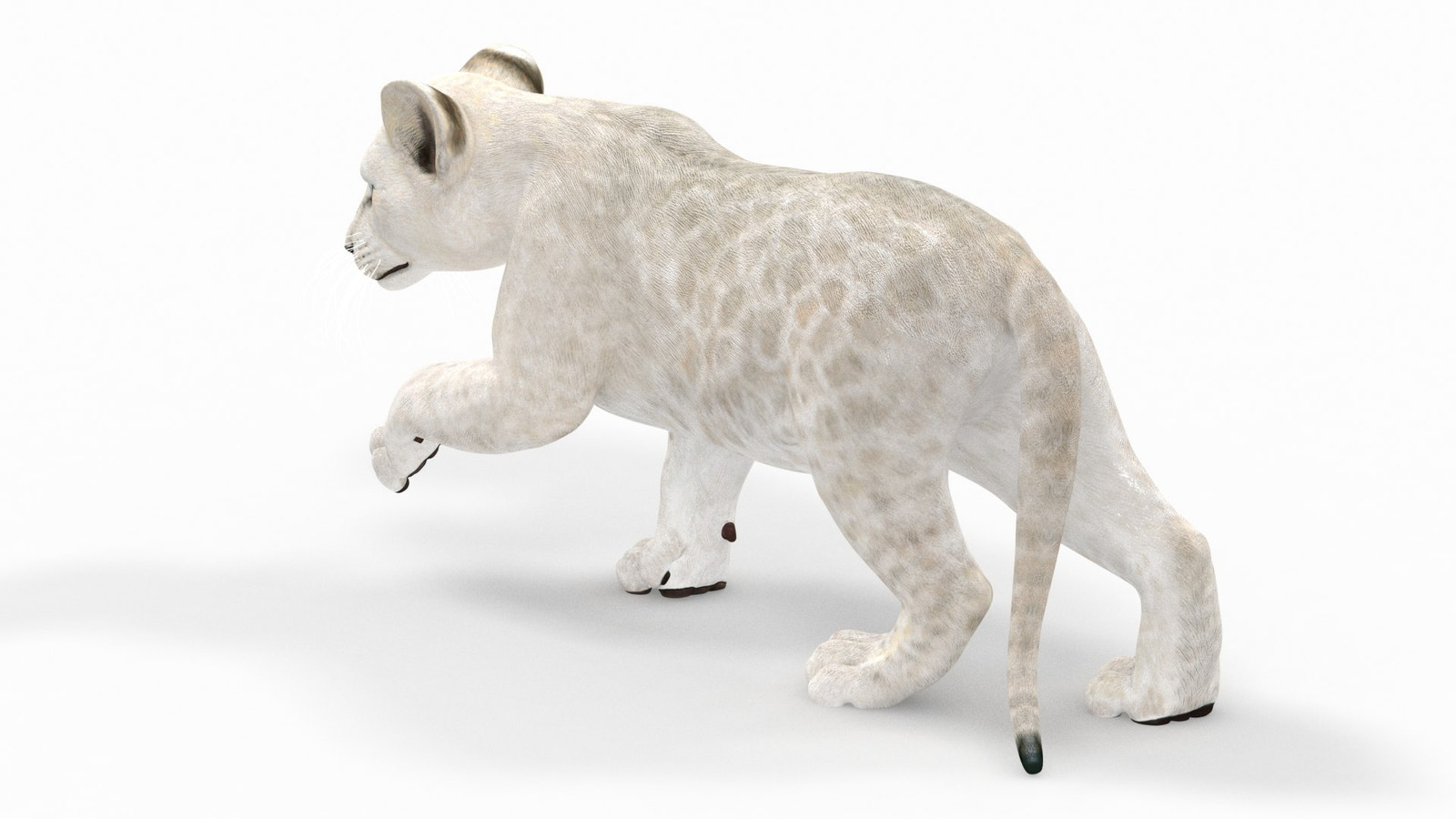 Rigged White Lion Cub 3D Model for Download